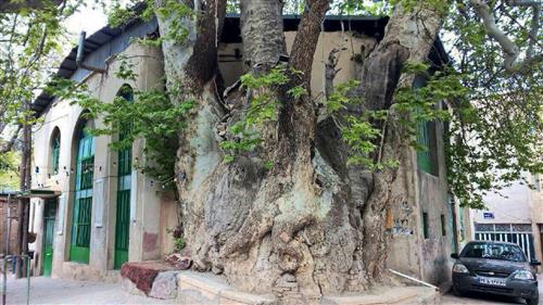 درخت چنار ۱۰۰۰ ساله 