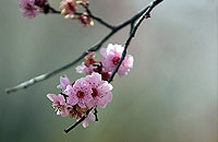 تعطیلات نوروز؛ با یک کلیک به ایرانگردی بروید