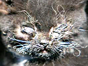 انسان و طبیعت؛ آتش سوزی جنگل ها در آمریکا و آوارگی انسان ها و حیوانات