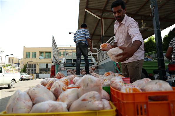 عرضه مرغ دولتی در یزد