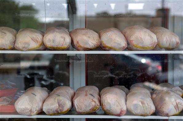 عرضه مرغ دولتی در یزد