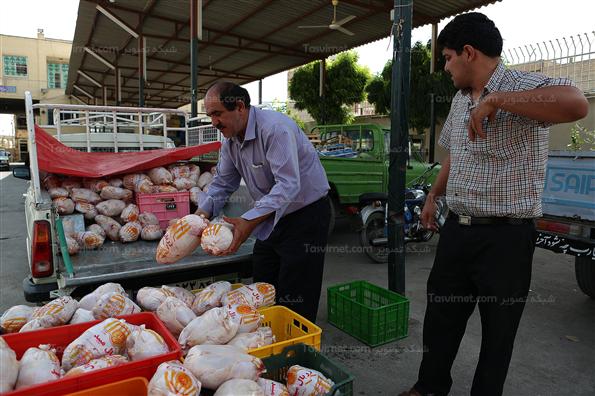 عرضه مرغ دولتی در یزد