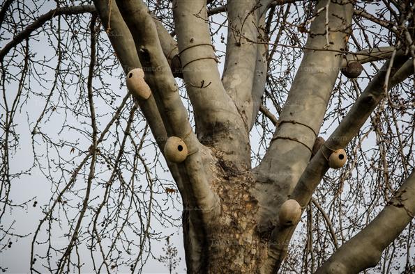 افتتاح جشنواره هنرهای محیطی در پارک لاله