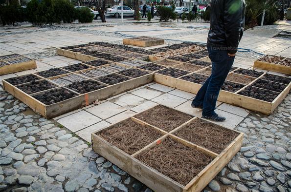 افتتاح جشنواره هنرهای محیطی در پارک لاله