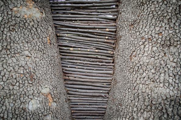 افتتاح جشنواره هنرهای محیطی در پارک لاله