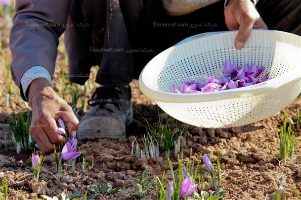 برداشت زعفران