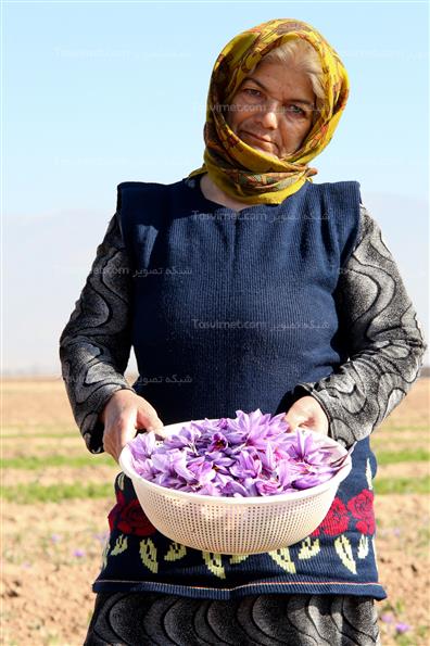 برداشت زعفران