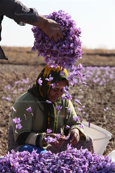برداشت زعفران