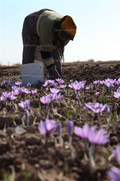 برداشت زعفران