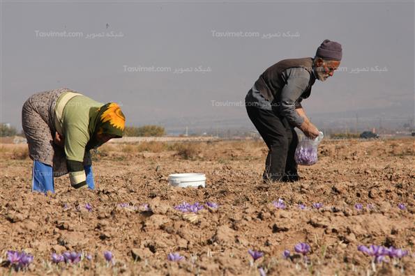 برداشت زعفران