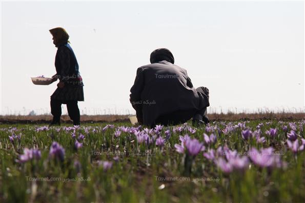 برداشت زعفران