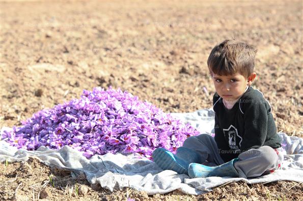 برداشت زعفران