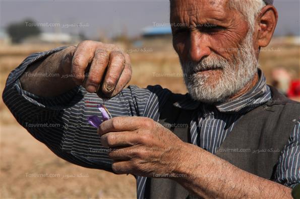 برداشت زعفران