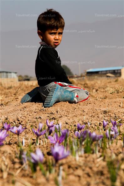 برداشت زعفران