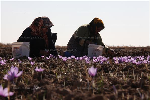 برداشت زعفران