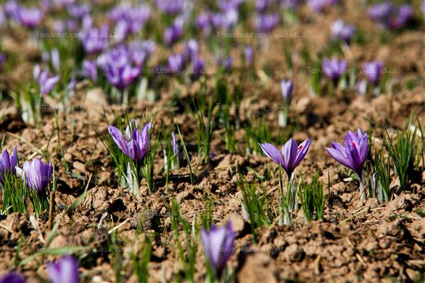 برداشت زعفران