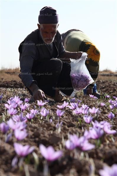برداشت زعفران