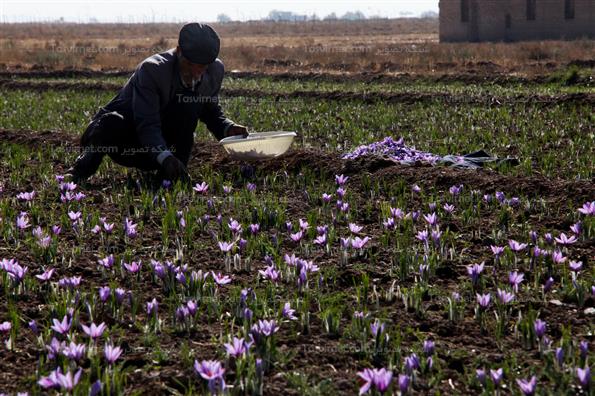برداشت زعفران
