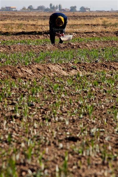 برداشت زعفران