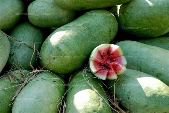 جشنواره شب یلدا