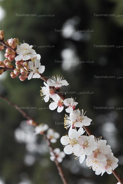 شکوفه های بهاری