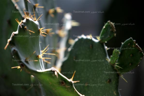 گلهای بهاری