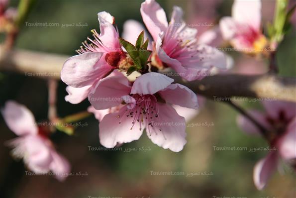 شکوفه های بهاری