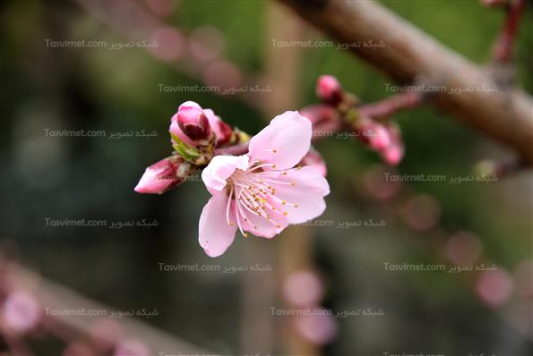 شکوفه های بهاری
