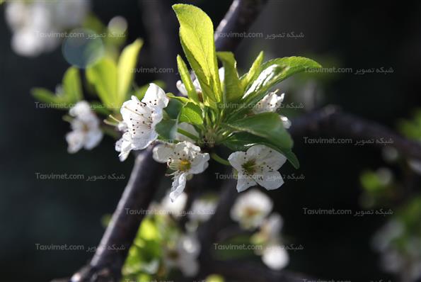 شکوفه های بهاری