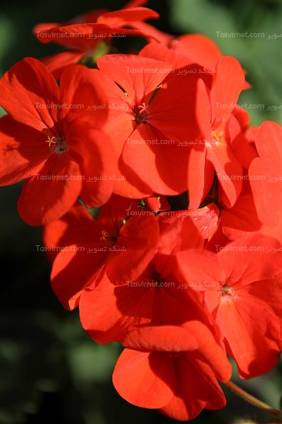 گلهای بهاری