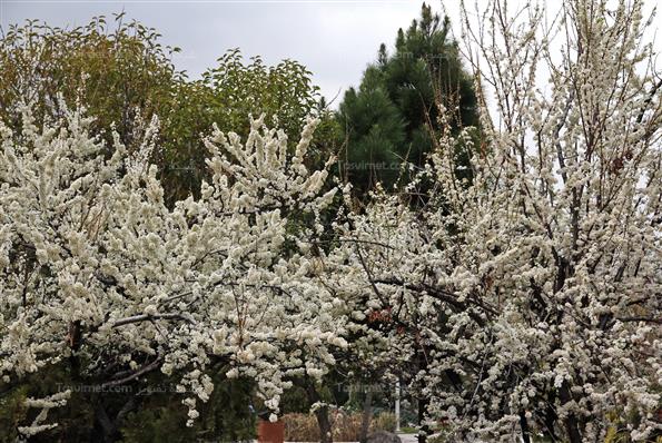 شکوفه های بهاری