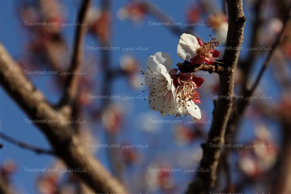 شکوفه های بهاری