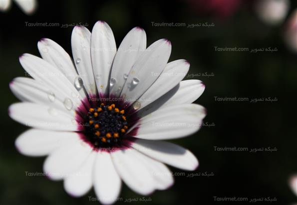 گلهای بهاری