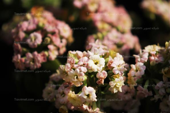 گلهای بهاری