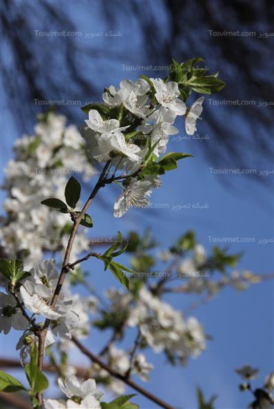 شکوفه های بهاری