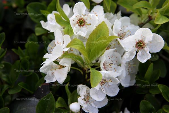 شکوفه های بهاری