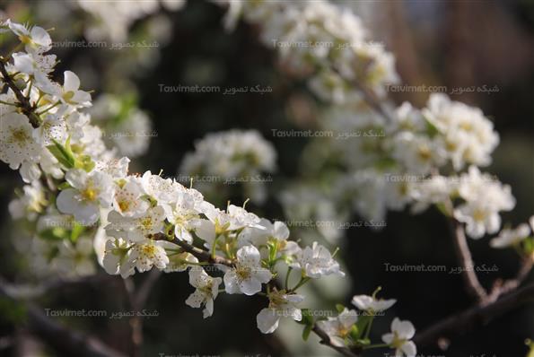 شکوفه های بهاری