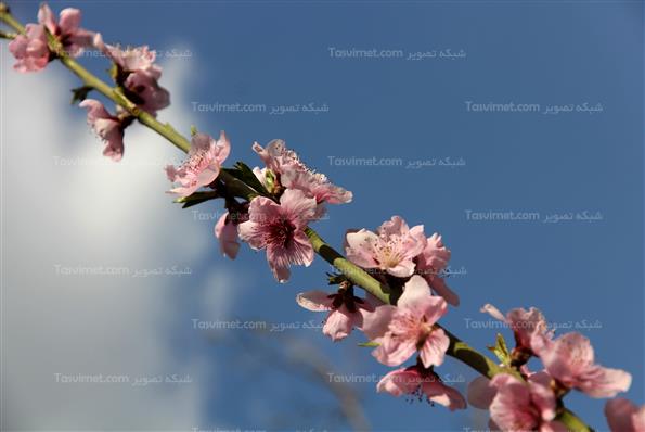 شکوفه های بهاری