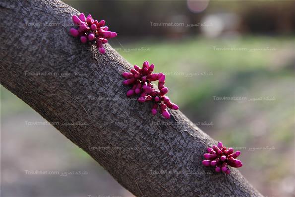 شکوفه های بهاری