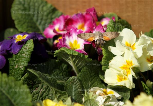 گلهای بهاری