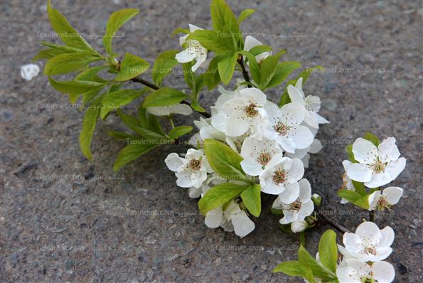 شکوفه های بهاری