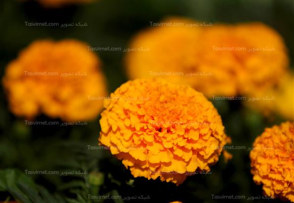 گلهای بهاری