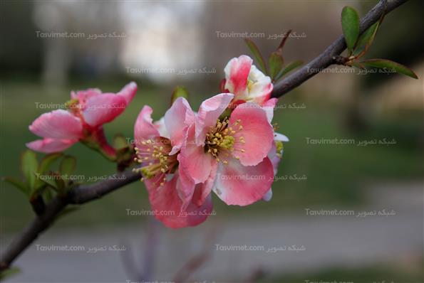 شکوفه های بهاری