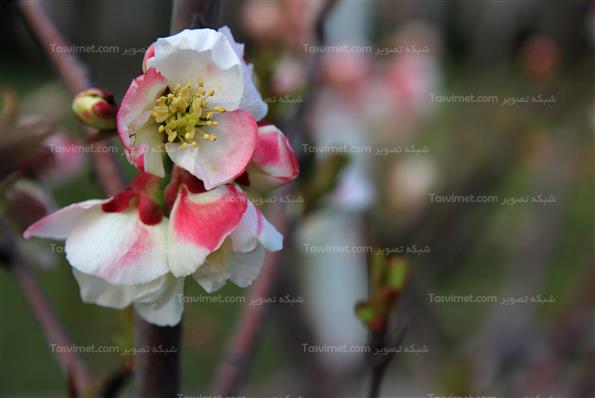 شکوفه های بهاری