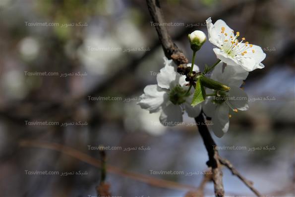 شکوفه های بهاری