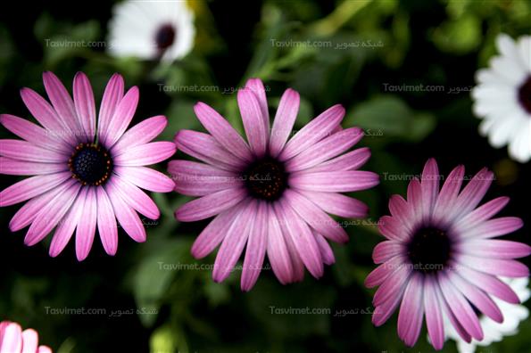 گلهای بهاری