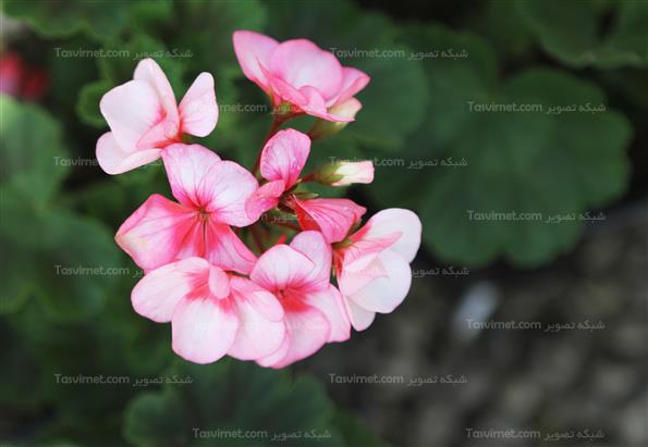 گلهای بهاری