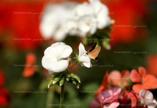 گلهای بهاری