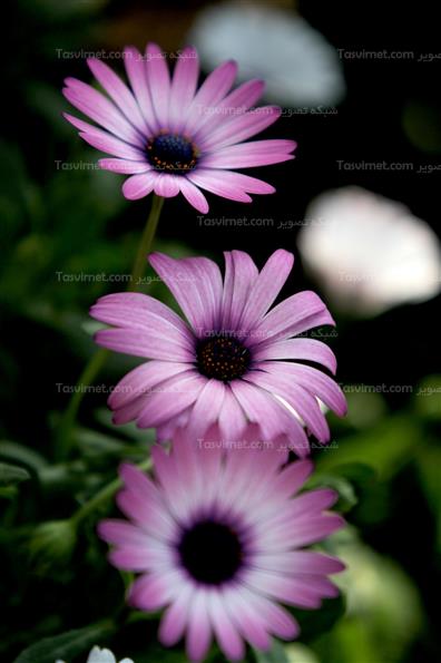 گلهای بهاری