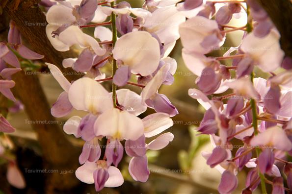 پارک نیاوران تهران